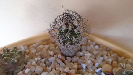 Turbinicarpus krainzianus v. lausseri