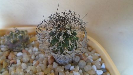 Turbinicarpus krainzianus v. lausseri