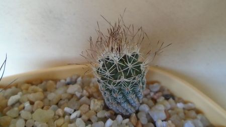 Turbinicarpus krainzianus