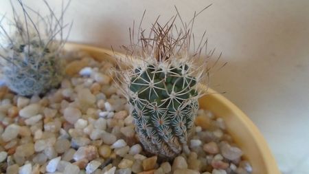 Turbinicarpus krainzianus