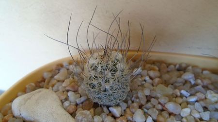 Turbinicarpus dickisoniae