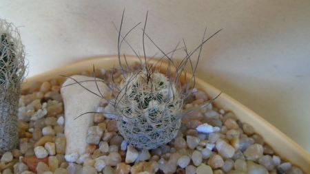 Turbinicarpus dickisoniae