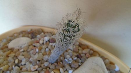 Turbinicarpus krainzianus v. minimus