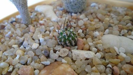 Turbinicarpus gracilis