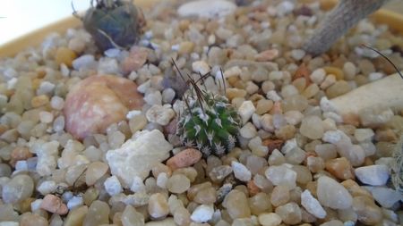 Turbinicarpus gracilis