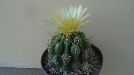 Thelocactus leucacanthus