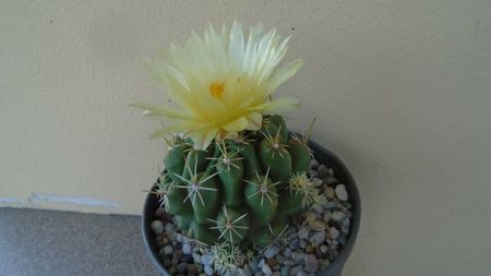 Thelocactus leucacanthus