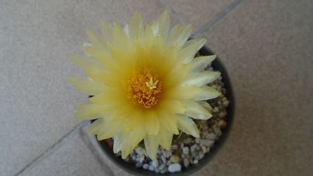 Thelocactus leucacanthus