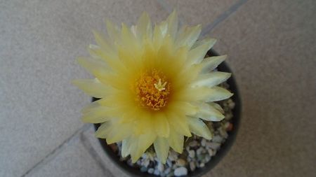 Thelocactus leucacanthus