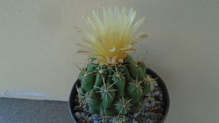 Thelocactus leucacanthus