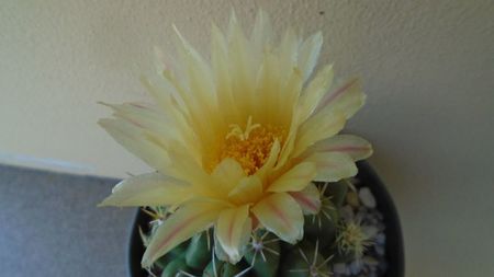 Thelocactus leucacanthus