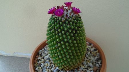 Mammillaria polythele cv. Stachellos