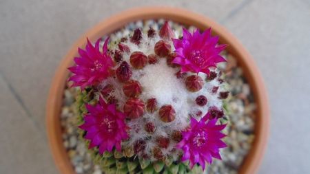 Mammillaria polythele cv. Stachellos