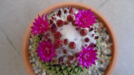 Mammillaria polythele cv. Stachellos