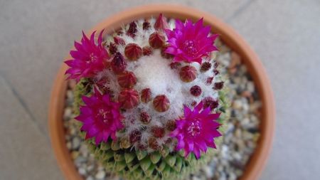 Mammillaria polythele cv. Stachellos