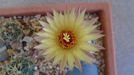 Coryphantha maiz-tablasensis; prima zi
