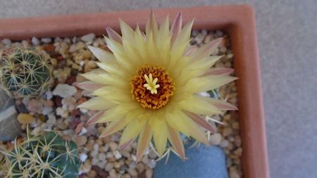 Coryphantha maiz-tablasensis; prima zi
