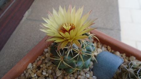 Coryphantha maiz-tablasensis; prima zi
