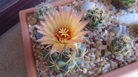 Coryphantha maiz-tablasensis; a doua zi
