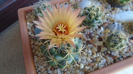 Coryphantha maiz-tablasensis; a doua zi
