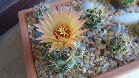 Coryphantha maiz-tablasensis; a doua zi
