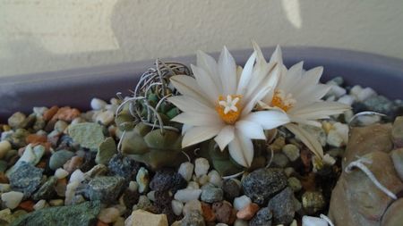 Turbinicarpus klinkerianus