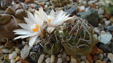 Turbinicarpus klinkerianus