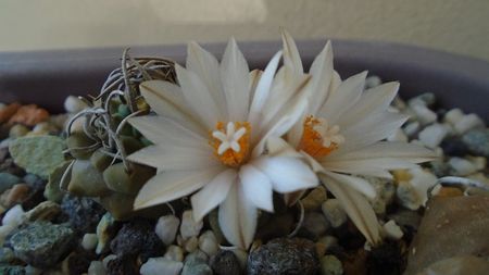 Turbinicarpus klinkerianus