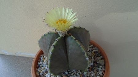 Astrophytum myriostigma