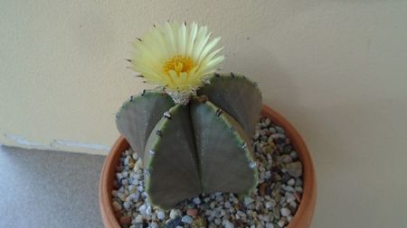 Astrophytum myriostigma