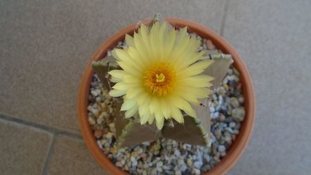 Astrophytum myriostigma