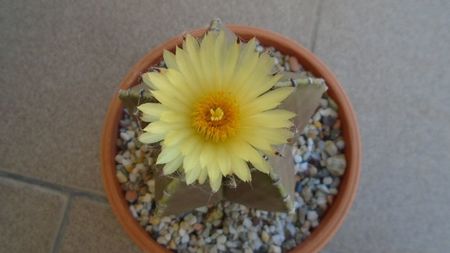 Astrophytum myriostigma