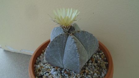 Astrophytum coahuilense