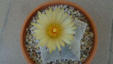 Astrophytum coahuilense