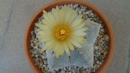 Astrophytum coahuilense