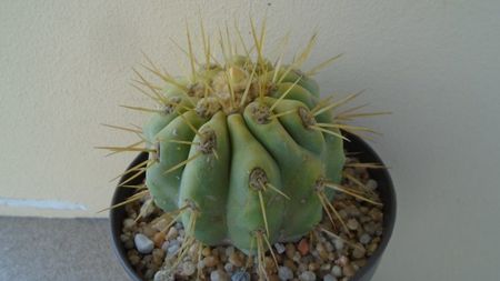 Copiapoa haseltoniana