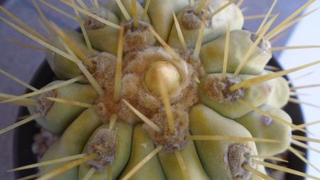 Copiapoa haseltoniana