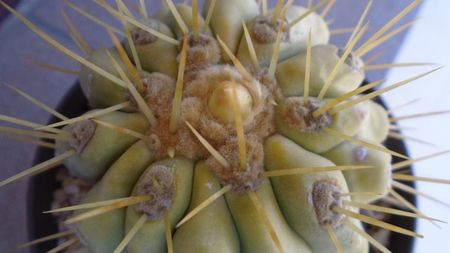 Copiapoa haseltoniana