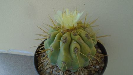 Copiapoa haseltoniana