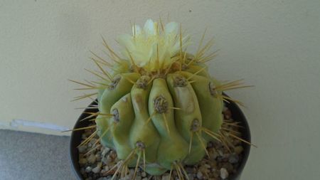 Copiapoa haseltoniana