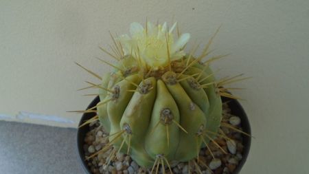 Copiapoa haseltoniana