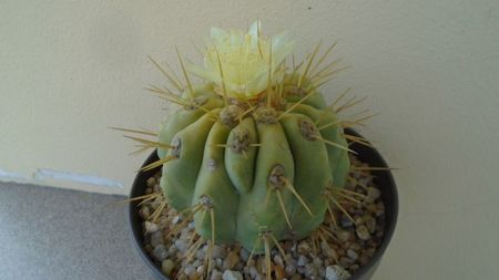 Copiapoa haseltoniana