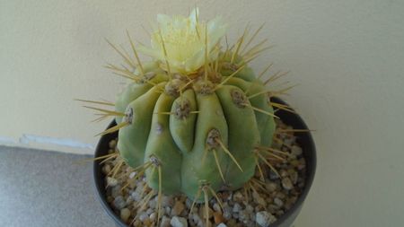 Copiapoa haseltoniana