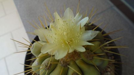 Copiapoa haseltoniana