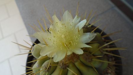 Copiapoa haseltoniana