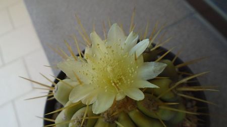 Copiapoa haseltoniana