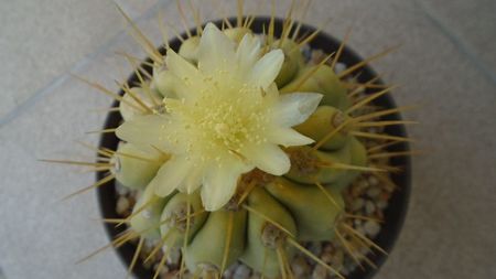 Copiapoa haseltoniana