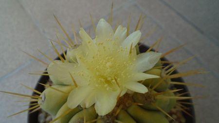 Copiapoa haseltoniana