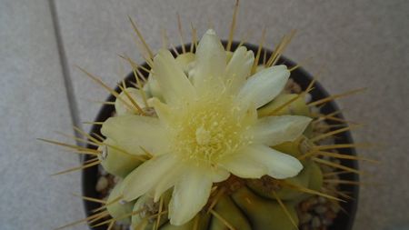 Copiapoa haseltoniana