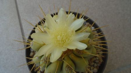 Copiapoa haseltoniana